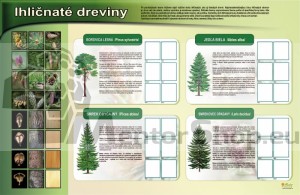 Magnetická tabuľa - IHLIČNATÉ DREVINY