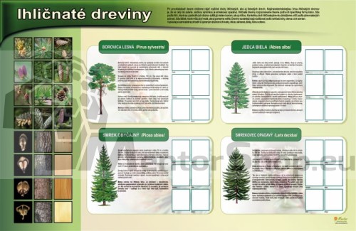 MAGNETICKÁ TABUĽA „IHLIČNATÉ DREVINY“