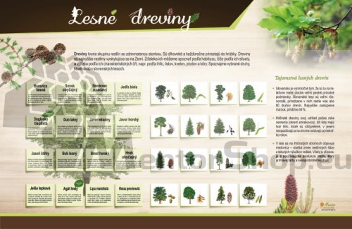 MAGNETICKÁ TABUĽA „LESNÉ DREVINY“
