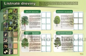 Magnetická tabuľa - LISTNATÉ DREVINY