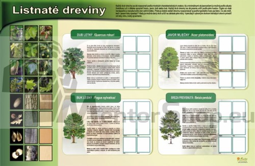 MAGNETICKÁ TABUĽA „LISTNATÉ DREVINY“