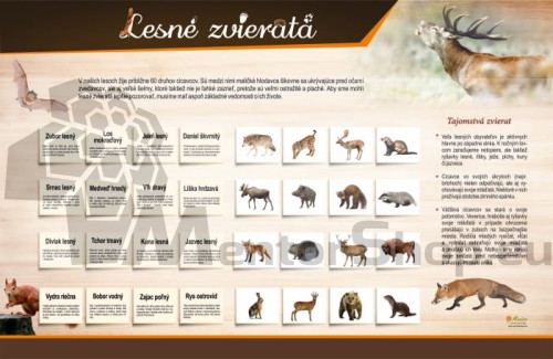 MAGNETICKÁ TABUĽA „LESNÉ ZVIERATÁ“