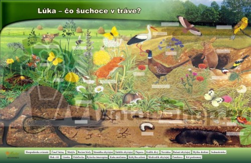 Magnetická tabuľa – „Lúka – Čo šuchoce v tráve?“