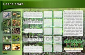 Magnetická tabuľa - LESNÉ ETÁŽE (lesné poschodia)