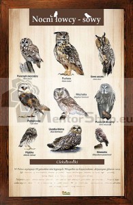 Náučná tabuľa NOČNÉ LOVKYNE – SOVY