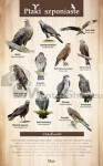 Náučná tabuľa - DRAVÉ VTÁKY
