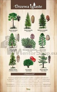 Náučná tabuľa - IHLIČNATÉ DREVINY
