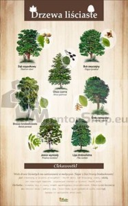 Náučná tabuľa - LISTNATÉ DREVINY I.