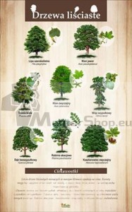 Náučná tabuľa - LISTNATÉ DREVINY II.  