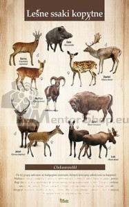 Náučná tabuľa - LESNÉ PÁRNOKOPYTNÍKY 