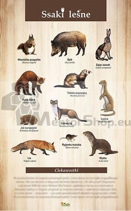 Lesné cicavce I..jpg