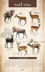 Náučná tabuľa - LESNÉ CICAVCE II.  
