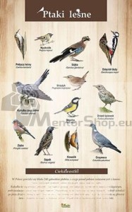 Náučná tabuľa - LESNÉ VTÁKY