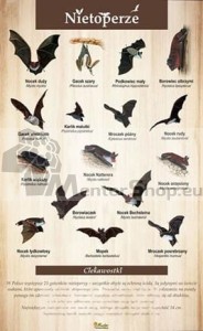 Náučná tabuľa - NETOPIERE