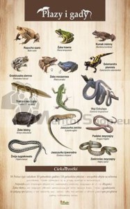 Náučná tabuľa - OBOJŽIVELNÍKY A PLAZY 