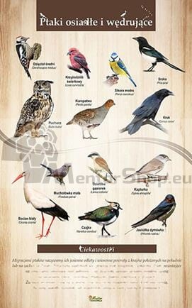 stále a sťahohovavé vtáky.jpg