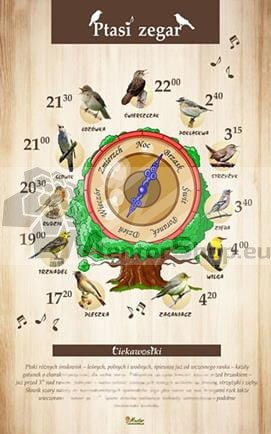 vtáčie hodiny.jpg