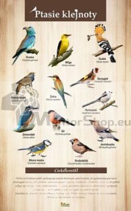 Náučná tabuľa - VTÁČIE KLENOTY 