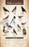 Náučná tabuľa - VTÁKY V MESTE
