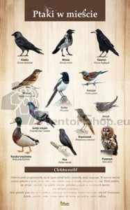 Náučná tabuľa - VTÁKY V MESTE