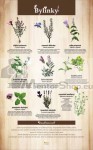 Náučná tabuľa - BYLINKY 