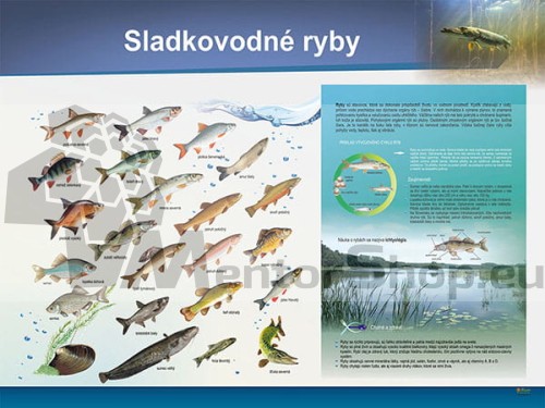 Náučná tabuľa - Sladkovodné ryby