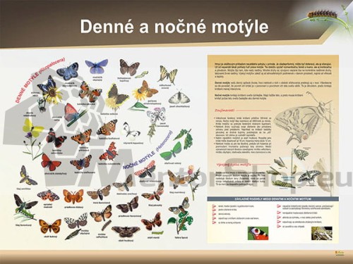 Náučná tabuľa - Denné a nočné motýle