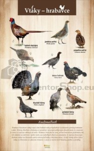 Náučná tabuľa VTÁKY - HRABAVCE
