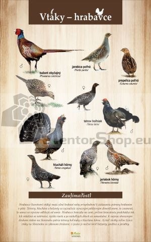 Vtáky - hrabavce.jpg