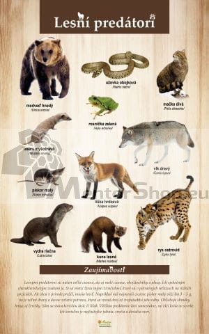 Lesní predátori.jpg