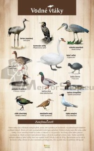 Náučná tabuľa - VODNÉ VTÁKY