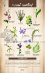 Náučná tabuľa - LESNÉ RASTLINY