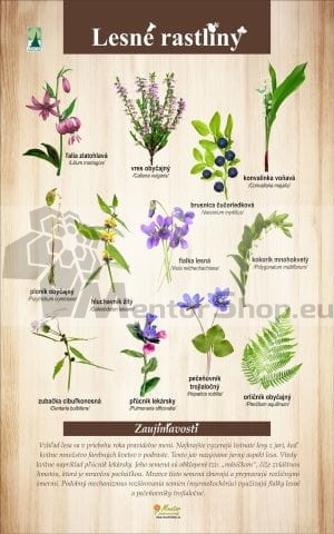 Lesné rastliny II..JPG