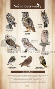 Náučná tabuľa NOČNÍ LOVCI - SOVY