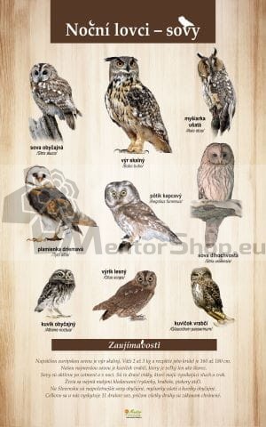 Sovy.jpg