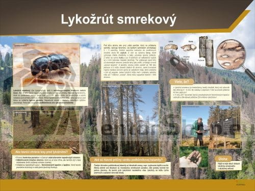 Náučná tabuľa - Lykožrút smrekový.jpg