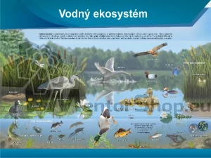 Náučná tabuľa - VODNÝ EKOSYSTÉM
