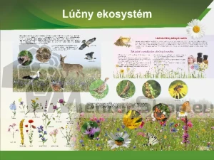 Náučná tabuľa - LÚČNY EKOSYSTÉM