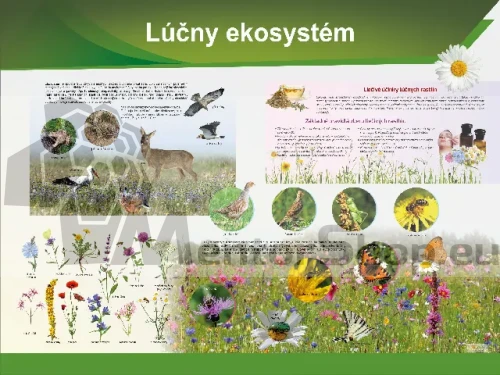 Náučná tabuľa - Lúčny ekosystém