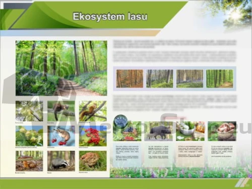 Náučná tabuľa - Lesný ekosystém