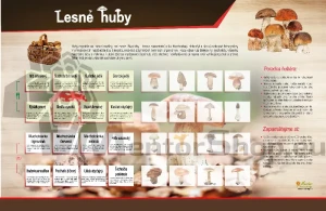 Magnetická tabuľa - LESNÉ HUBY