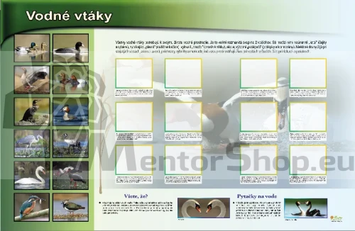 Magnetická tabuľa - Vodné vtáky
