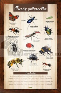 Náučná tabuľa - UŽITOČNÝ HMYZ