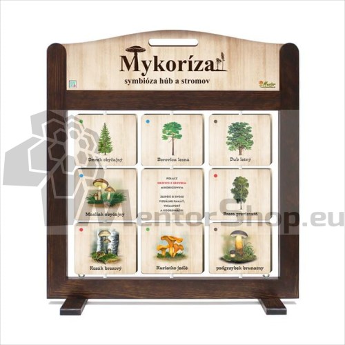 Prenosná hra Tréning pamäte (pexeso) - Mykoríza – symbióza húb a stromov