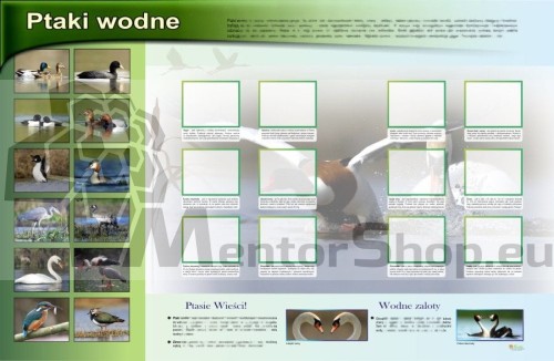 MAGNETICKÁ TABUĽA „VODNÉ VTÁKY“