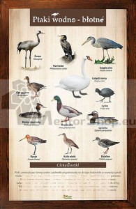 Náučná tabuľa - VODNÉ VTÁKY