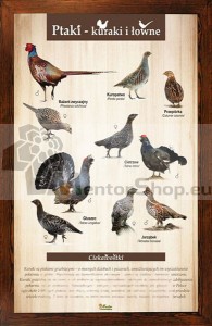 Náučná tabuľa VTÁKY – HRABAVCE