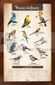 Náučná tabuľa - VTÁČIE KLENOTY