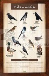 Náučná tabuľa - VTÁKY V MESTE