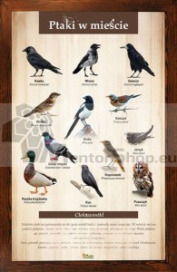 Náučná tabuľa - VTÁKY V MESTE